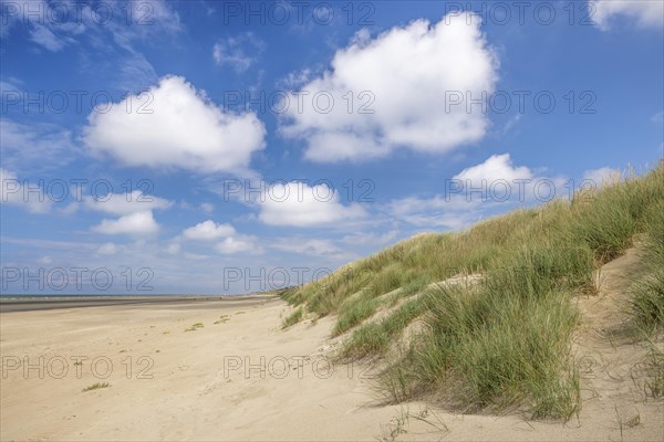 Dune landscape on the North Sea coast in De Panne