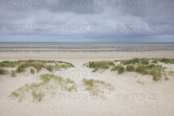 Dune landscape on the North Sea coast in De Panne