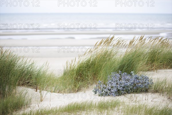 Dune landscape on the North Sea coast in De Panne