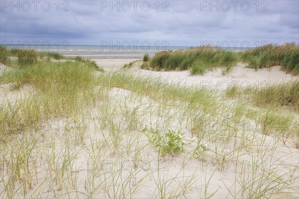 Dune landscape on the North Sea coast in De Panne