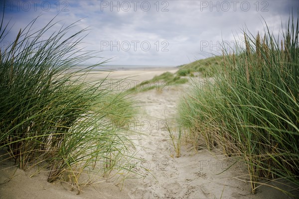 Dune landscape on the North Sea coast in De Panne