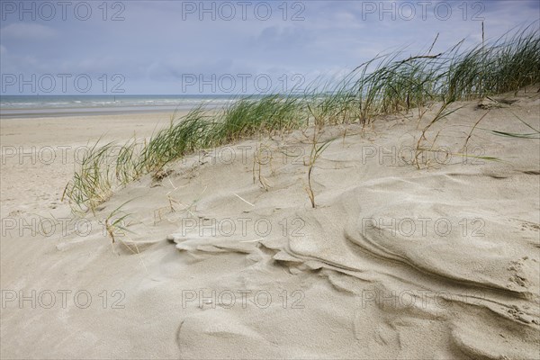 Dune landscape on the North Sea coast in De Panne