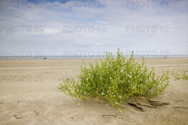 Dune landscape on the North Sea coast in De Panne