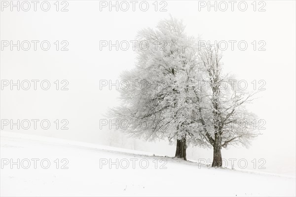 Winter landscape near the wind beeches with fog and morning light