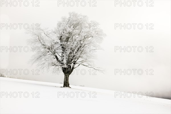 Winter landscape near the wind beeches with fog and morning light