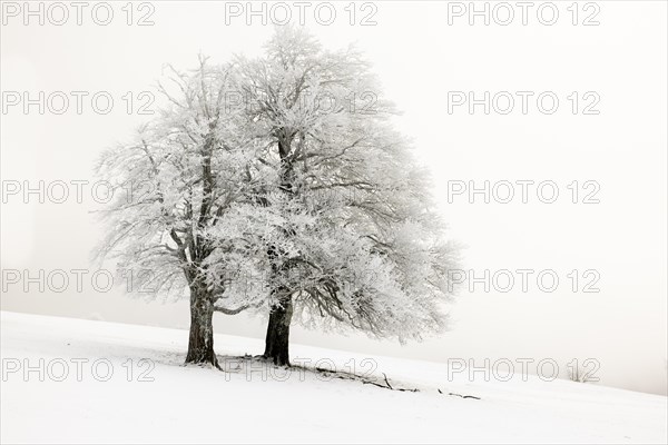 Winter landscape near the wind beeches with fog and morning light