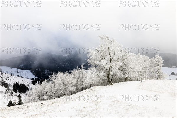 Winter landscape near the wind beeches with fog and morning light