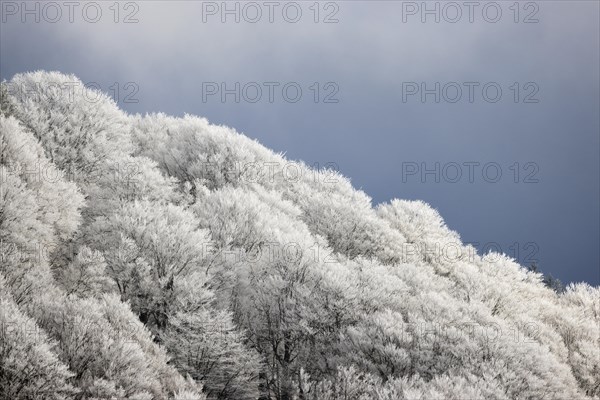 Winter landscape near the wind beeches with fog and morning light