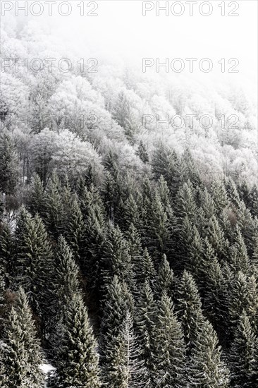 Winter landscape near the wind beeches with fog and morning light