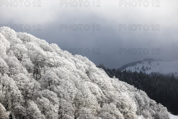 Winter landscape near the wind beeches with fog and morning light