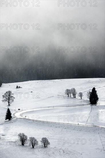 Winter landscape near the wind beeches with fog and morning light