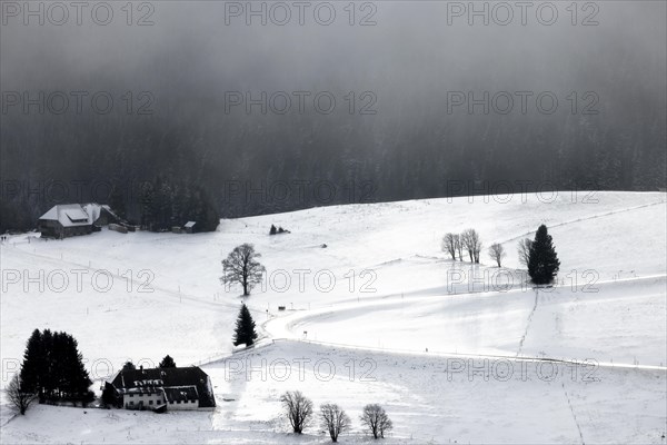 Winter landscape near the wind beeches with fog and morning light