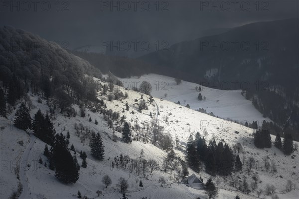 Winter landscape near the wind beeches with fog and morning light