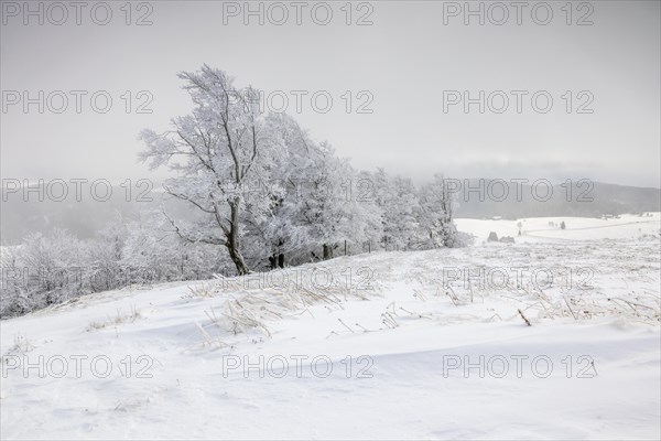 Winter landscape near the wind beeches with fog and morning light