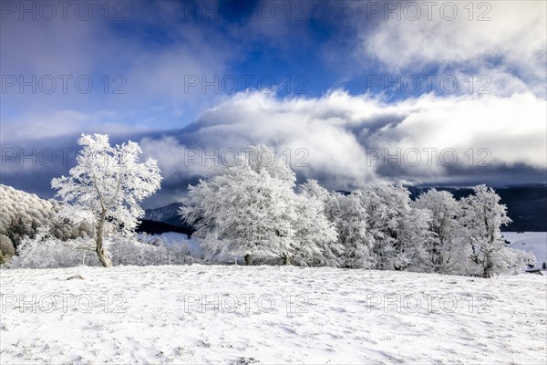 Winter landscape near the wind beeches with fog and morning light