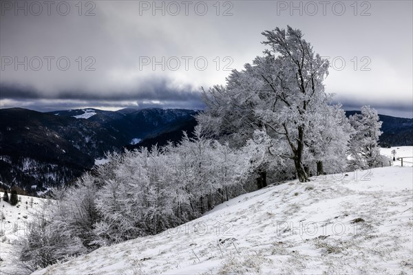 Winter landscape near the wind beeches with fog and morning light