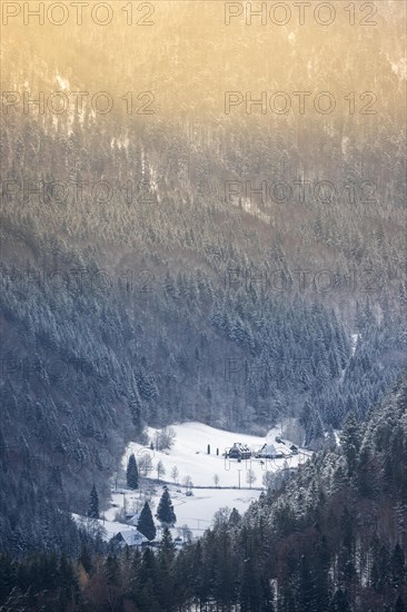 Winter landscape near the wind beeches with fog and morning light