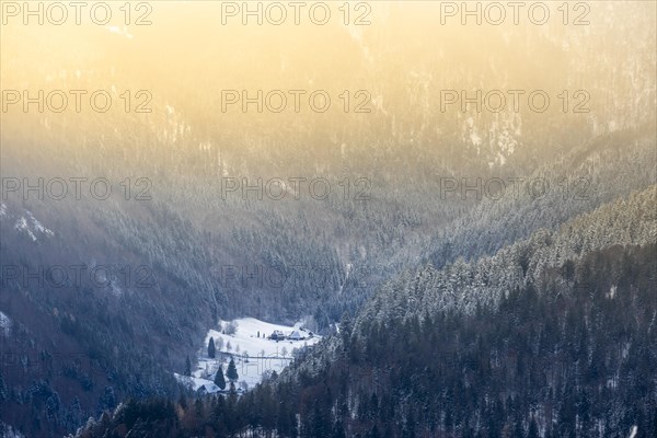 Winter landscape near the wind beeches with fog and morning light