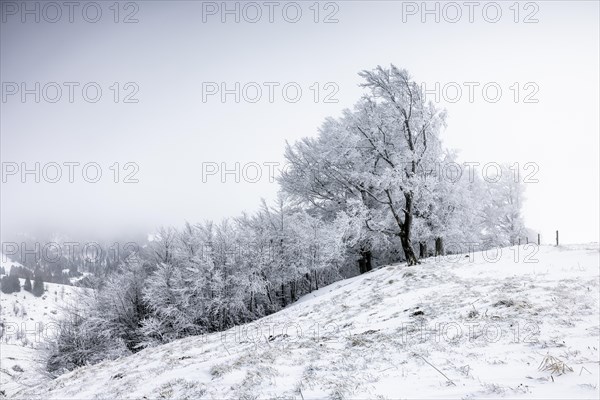 Winter landscape near the wind beeches with fog and morning light