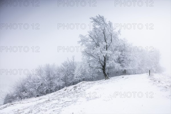 Winter landscape near the wind beeches with fog and morning light