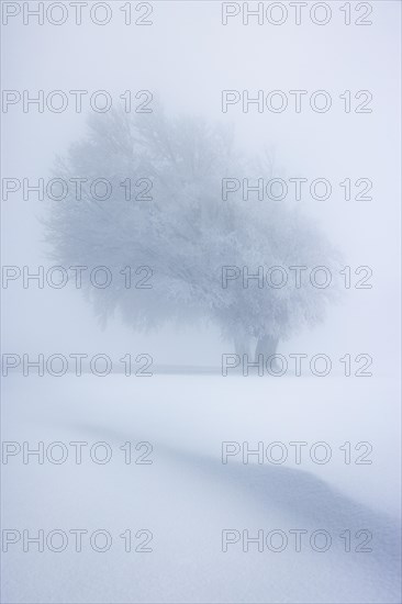 Winter landscape near the wind beeches with fog and morning light