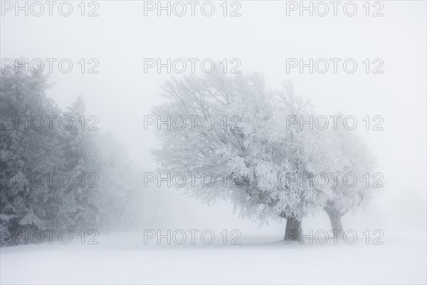 Winter landscape near the wind beeches with fog and morning light