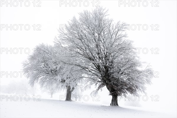 Winter landscape near the wind beeches with fog and morning light