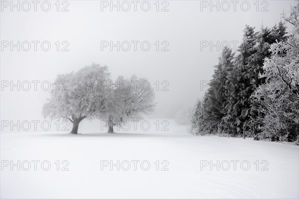 Winter landscape near the wind beeches with fog and morning light