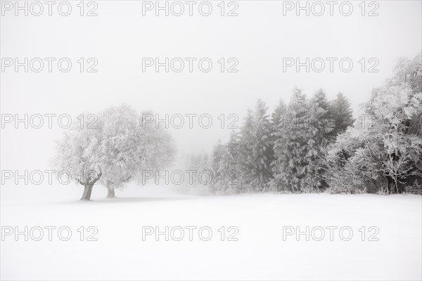 Winter landscape near the wind beeches with fog and morning light