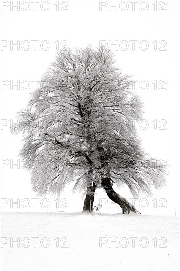 Winter landscape near the wind beeches with fog and morning light