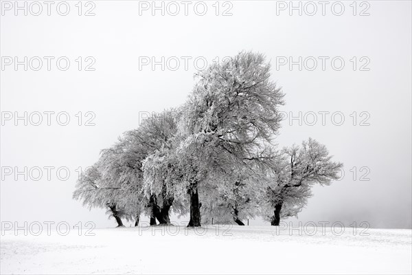 Winter landscape near the wind beeches with fog and morning light