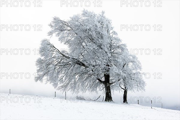 Winter landscape near the wind beeches with fog and morning light