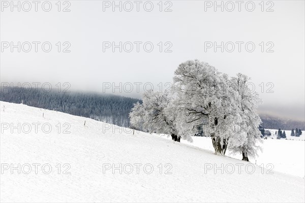 Winter landscape near the wind beeches with fog and morning light