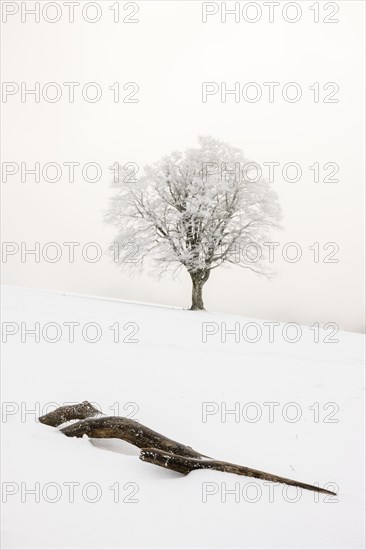 Winter landscape near the wind beeches with fog and morning light