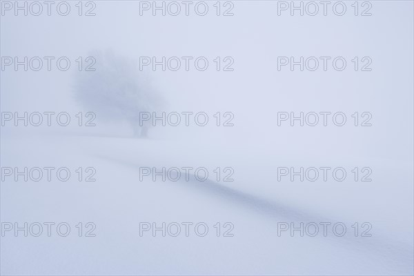 Winter landscape near the wind beeches with fog and morning light