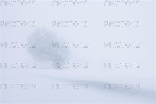 Winter landscape near the wind beeches with fog and morning light