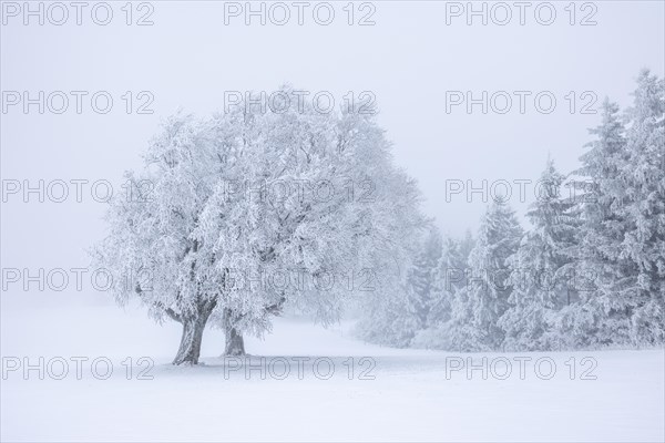 Winter landscape near the wind beeches with fog and morning light