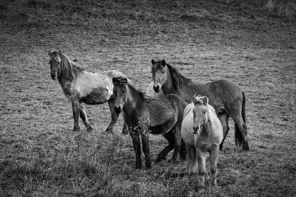 Four Icelandic horses are standing in a pasture. Autumn
