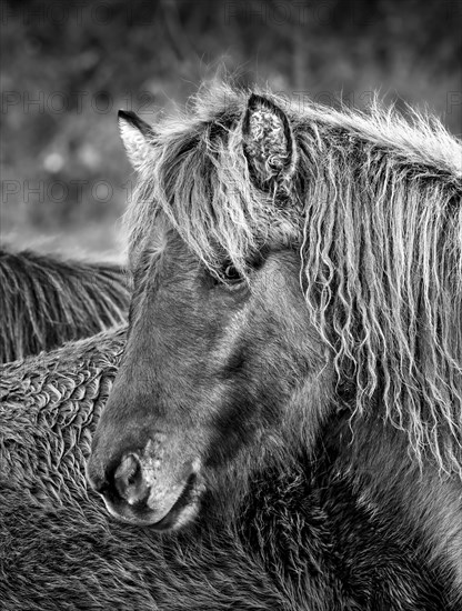 Portrait of an Icelandic horse in winter coat. Allgäu