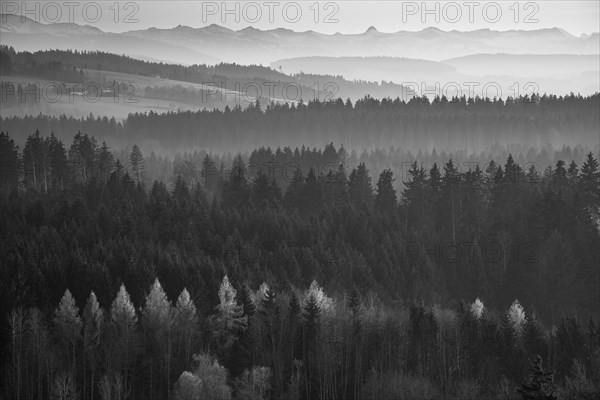 Autumn landscape in the morning in the fog near Isny in Allgäu. Forest and mountains. Some trees