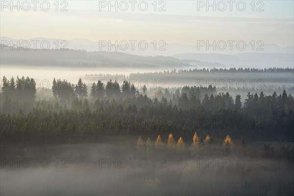 Autumn landscape in the morning in the fog near Isny in Allgäu. Forest and mountains. Some trees
