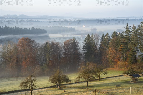 Autumn landscape in the morning in the fog near Isny in Allgäu. Meadows