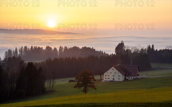 Landscape in the Allgäu in autumn at sunset. Inversion weather. View of a farm and mountains behind it. The valley in between is filled with fog. The sun is low in the sky. Allgäu