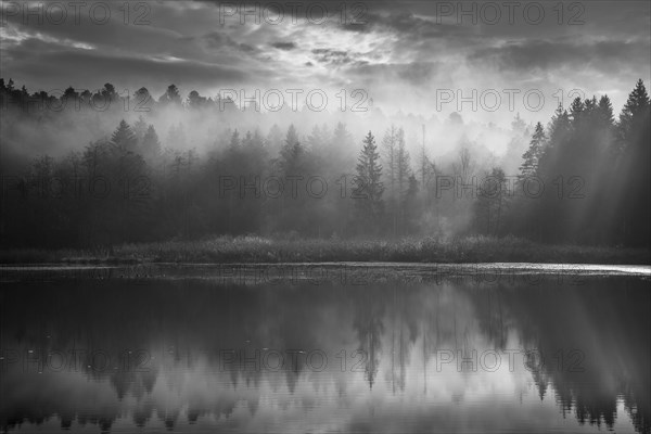 Staudacher Weiher nature reserve in autumn. Mist rises from the forest in the morning sun. Trees are reflected in the lake. The sky is overcast. Staudach