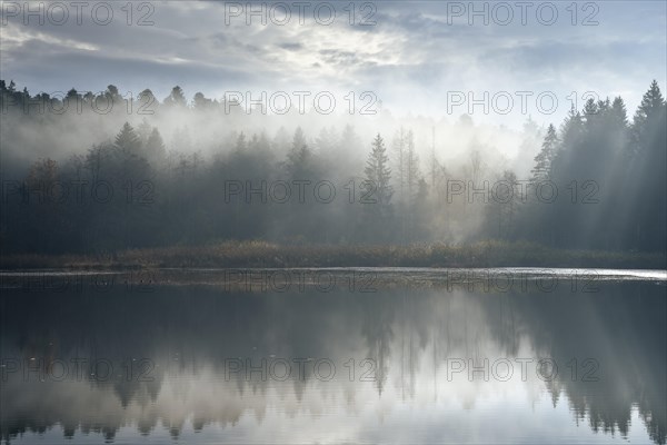 Staudacher Weiher nature reserve in autumn. Mist rises from the forest in the morning sun. Trees are reflected in the lake. The sky is overcast. Staudach