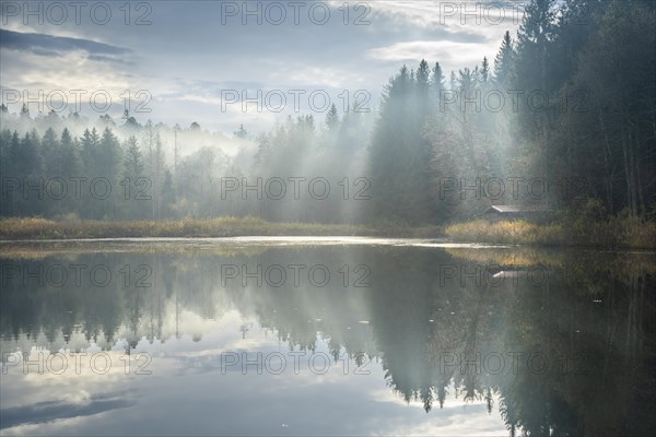 Staudacher Weiher nature reserve in autumn. Fog rises from the forest in the morning sun. There is a hut on the right. Trees are reflected in the lake. The sky is overcast. Staudach