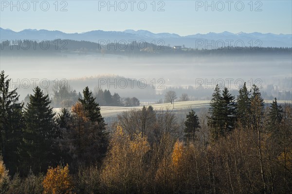 Autumn landscape in the morning in the fog near Isny in Allgäu. Meadows