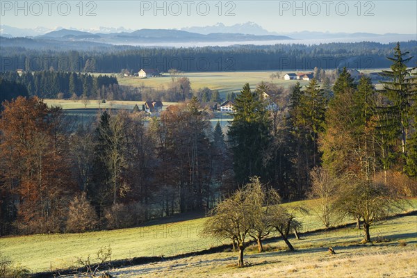 Autumn landscape in the morning sun near Isny in Allgäu. Meadows