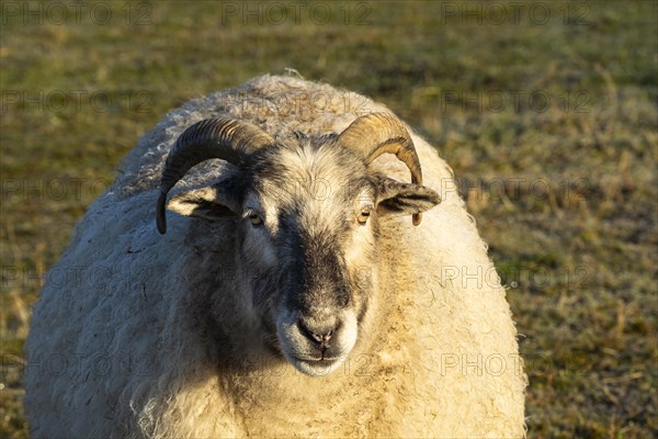 Portrait of a sheep with a lot of wool in the morning sun. The sheep is white with a black face and has horns