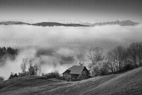 Landscape in the Allgäu in autumn. Low clouds hang in the valley. A single farm. Mountains in the background. Inversion weather